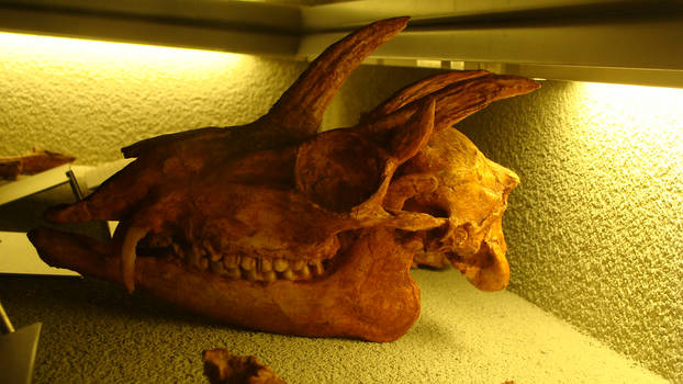 BC Naturalis- Hoplitomeryx skull