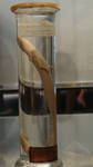 BC Naturalis- Wet preserved Olm by Lot1rthylacine