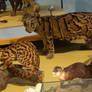 BC Naturalis- Felines