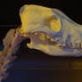 BC Naturalis- African wild Dog skull