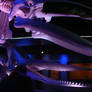 Humpback whale and Sperm whale skeletons