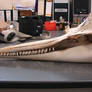 Rough- toothed Dolphin skull