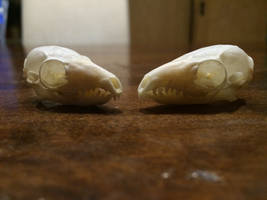 Horsfield's Treeshrew skulls