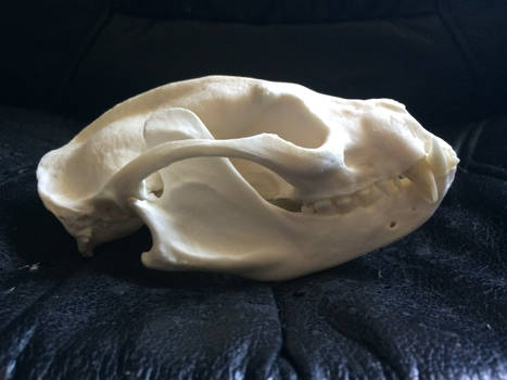 Binturong skull