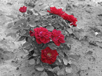 red flower