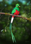 Resplendent Quetzal 2 (Digital Painting)