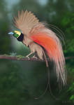 Raggiana Bird of Paradise (Photoshop Painting)