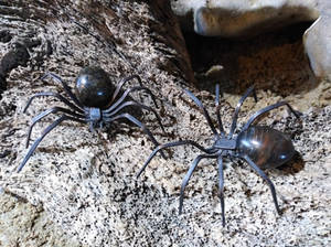 Petrified Wood Spiders (Pet Wood)