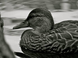 The Duck Pond 01