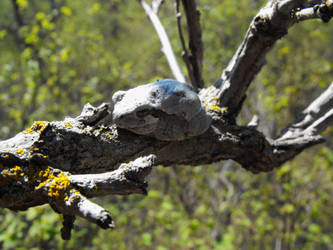 Grey Tree Frog