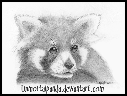 Red Panda In Pencil By Tickledpinkopossum On Deviantart Red Panda In Pencil By Tickledpinkopossum On Deviantart