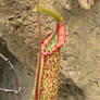 Pitcher Plant