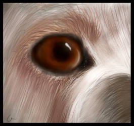 Dog's eye