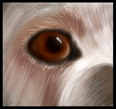 Dog's eye