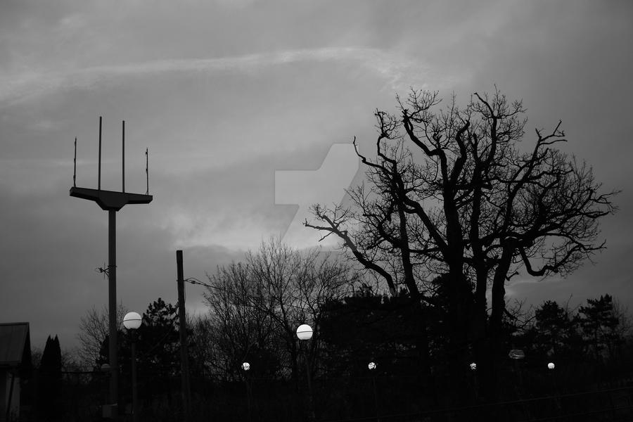 Urban forest and stars