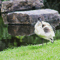 Ibis