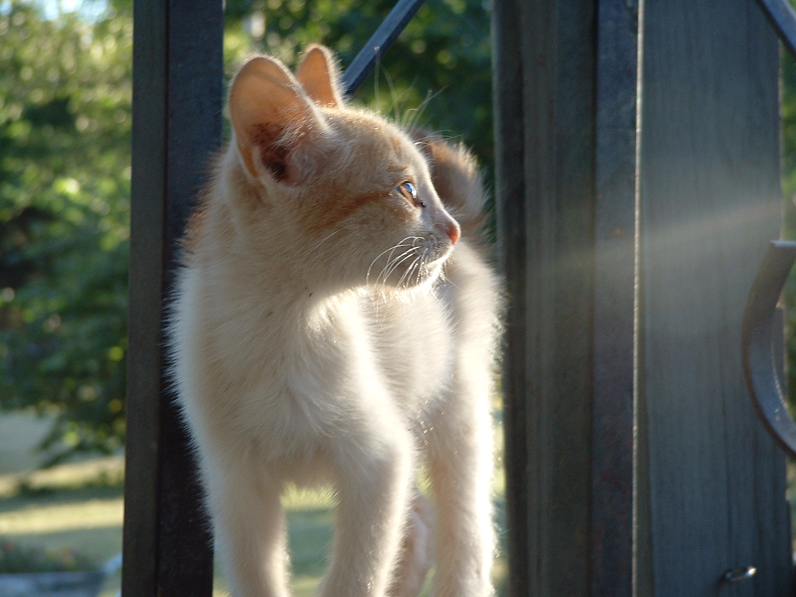 King of the porch