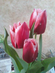 The Tulip Trio