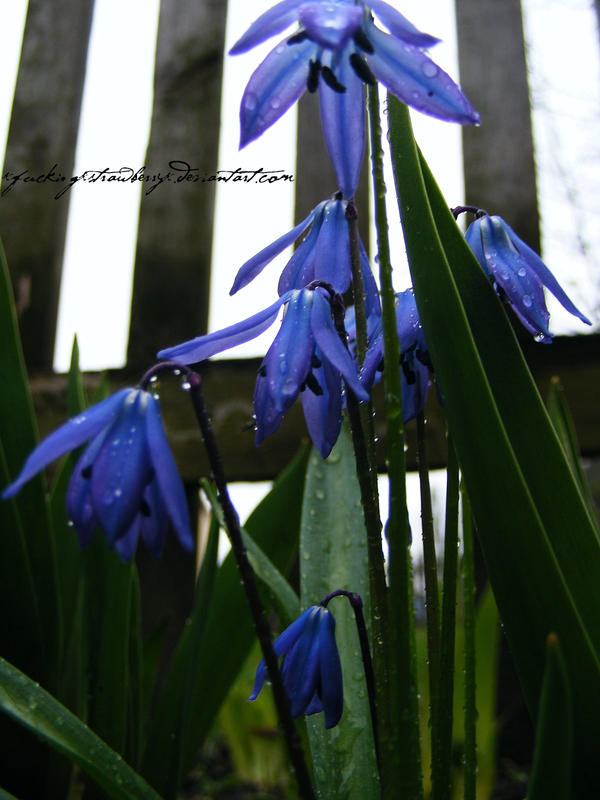 blue flowers