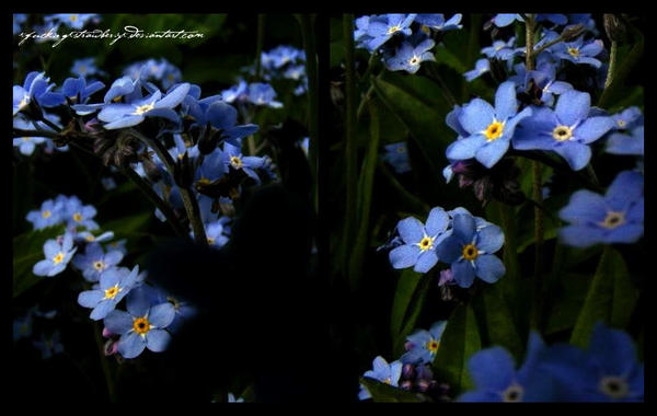 blue flowerssss