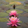 Pink Water Lily or Two