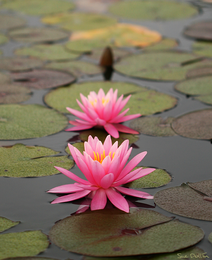 Pink Water Lily or Two