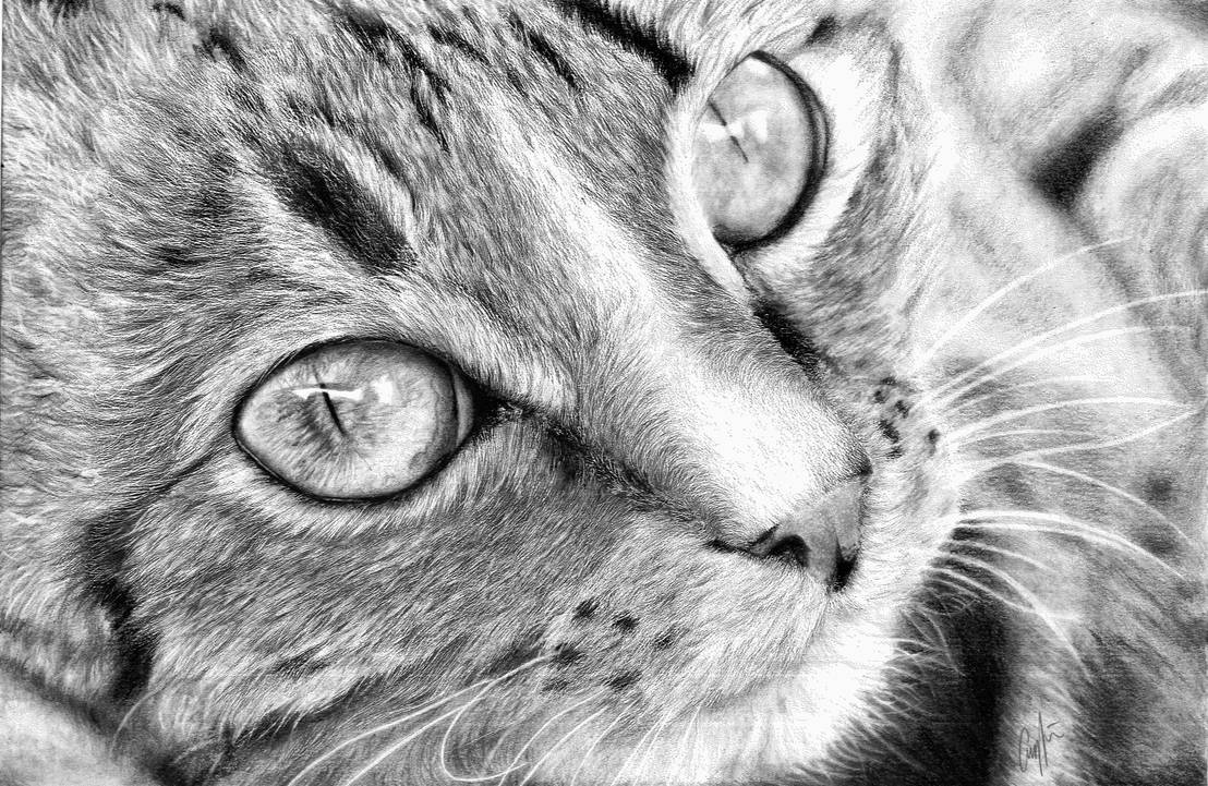 Cat Face Pencil Drawing By Pyrcias On Deviantart