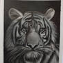 Tiger Sketch pencil drawing 