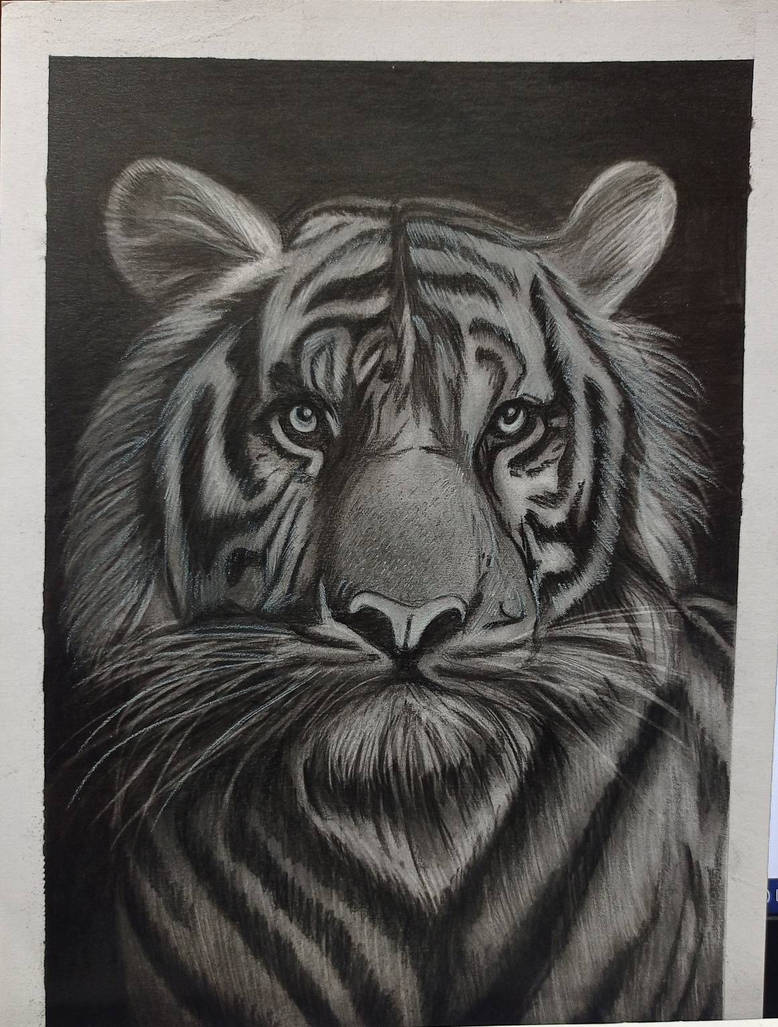 Tiger Sketch Pencil Drawing By Artistankur8 On DeviantArt tiger-sketch-pencil-drawing-by-artistankur8-on-deviantart