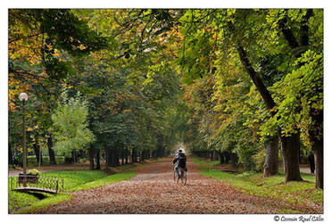 Cluj central park