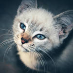 Kitty II by snapshotsofreality