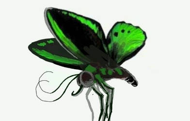 mariposilla verde