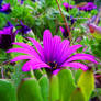 Selvatic Purple Flower