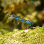 Dragonfly 1