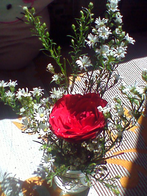 red rose and white flowers