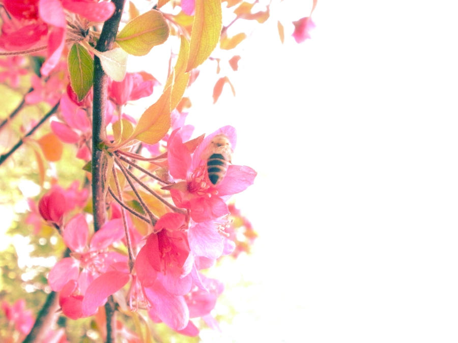 summer bee