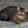 The big Meowski