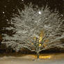 Snow coated tree