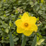 Daffodil