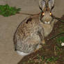 The Return of Devil Bunny