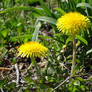 Dandelions