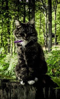 CAT IN FOREST
