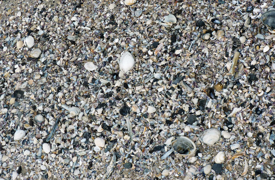 Shells and stuff by darina96 on DeviantArt