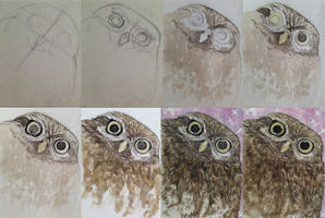 Owl time lapse