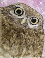 Owl (full view)