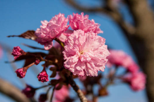 Kwanzaa Cherry Blossom