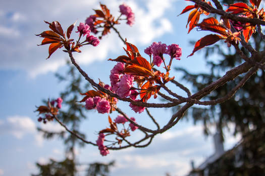 Kwanzaa Cherry