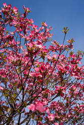 Dogwood Closeup