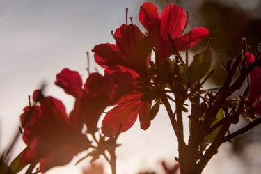 Azalea in the Sun