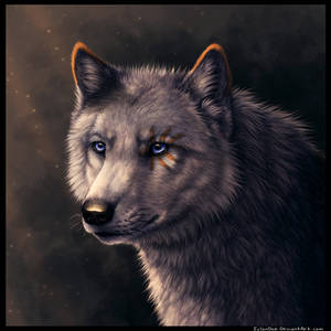 Cody Wolf Portrait